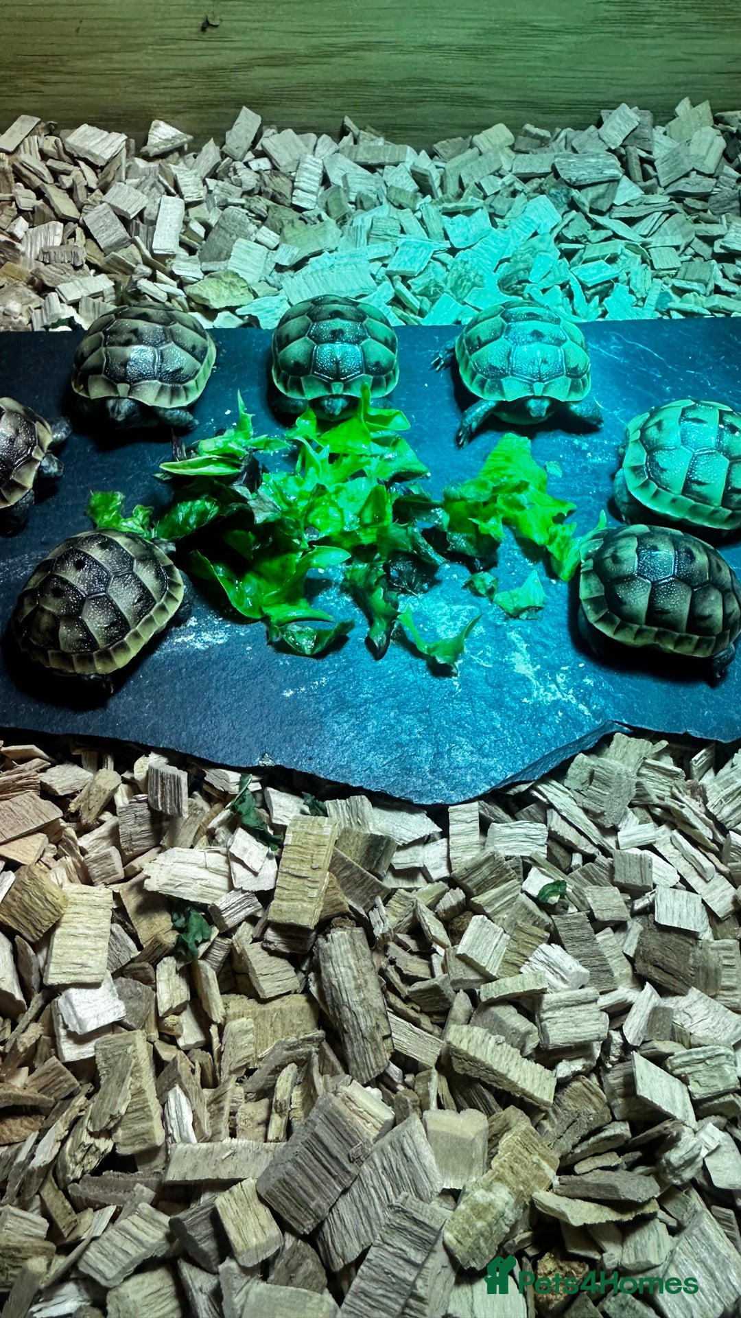 Tortoise reptiles for sale: Baby Spur thigh tortoises  - Image 11