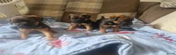 Border Terrier dogs for sale: Beautiful border terrier pups - Advert 2