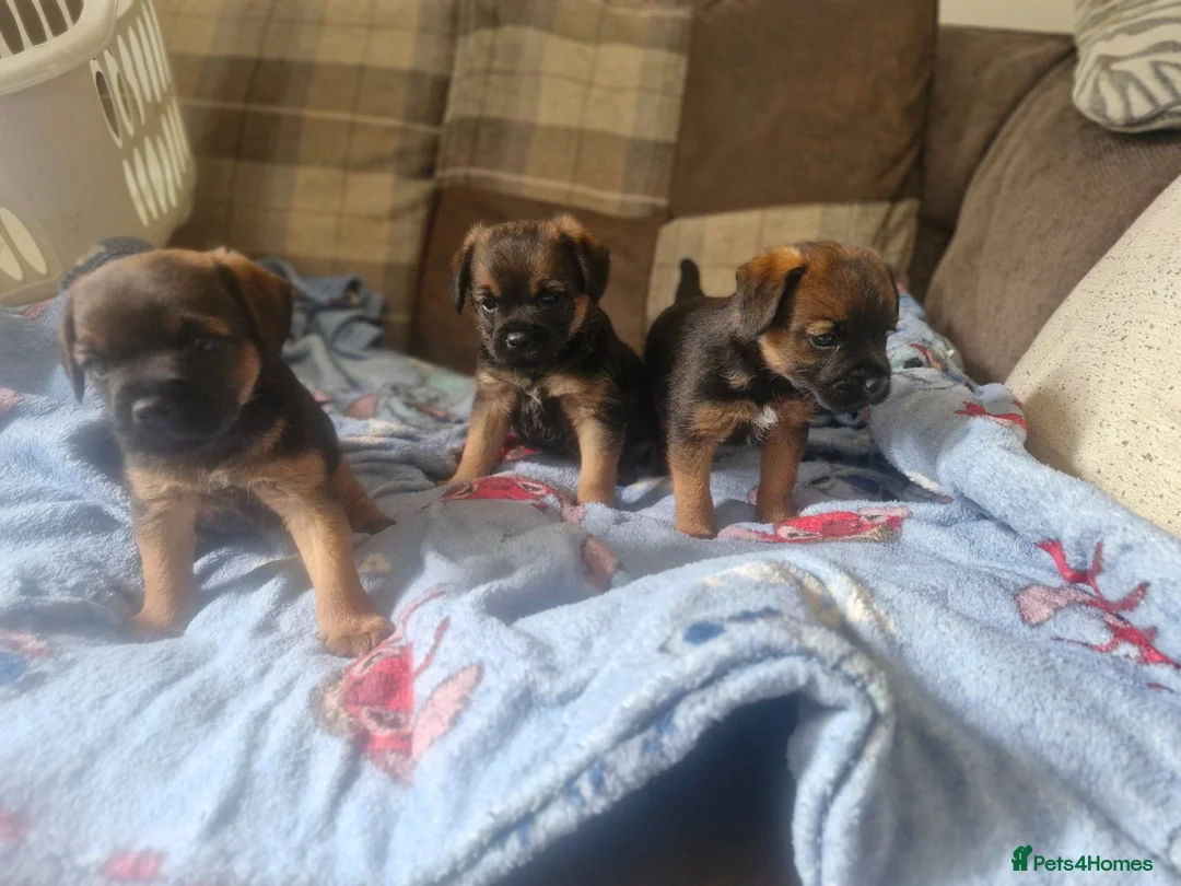 Border Terrier dogs for sale: Beautiful border terrier pups - Advert 2