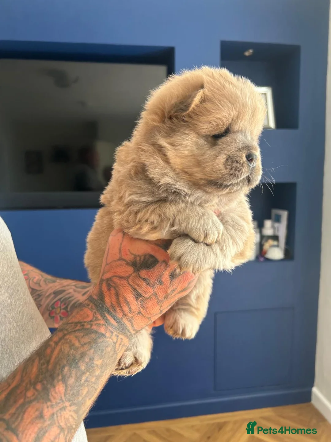 Chow Chow dogs for stud: Sire JIMMY , rainbow producer . in Gloucester - Advert 14