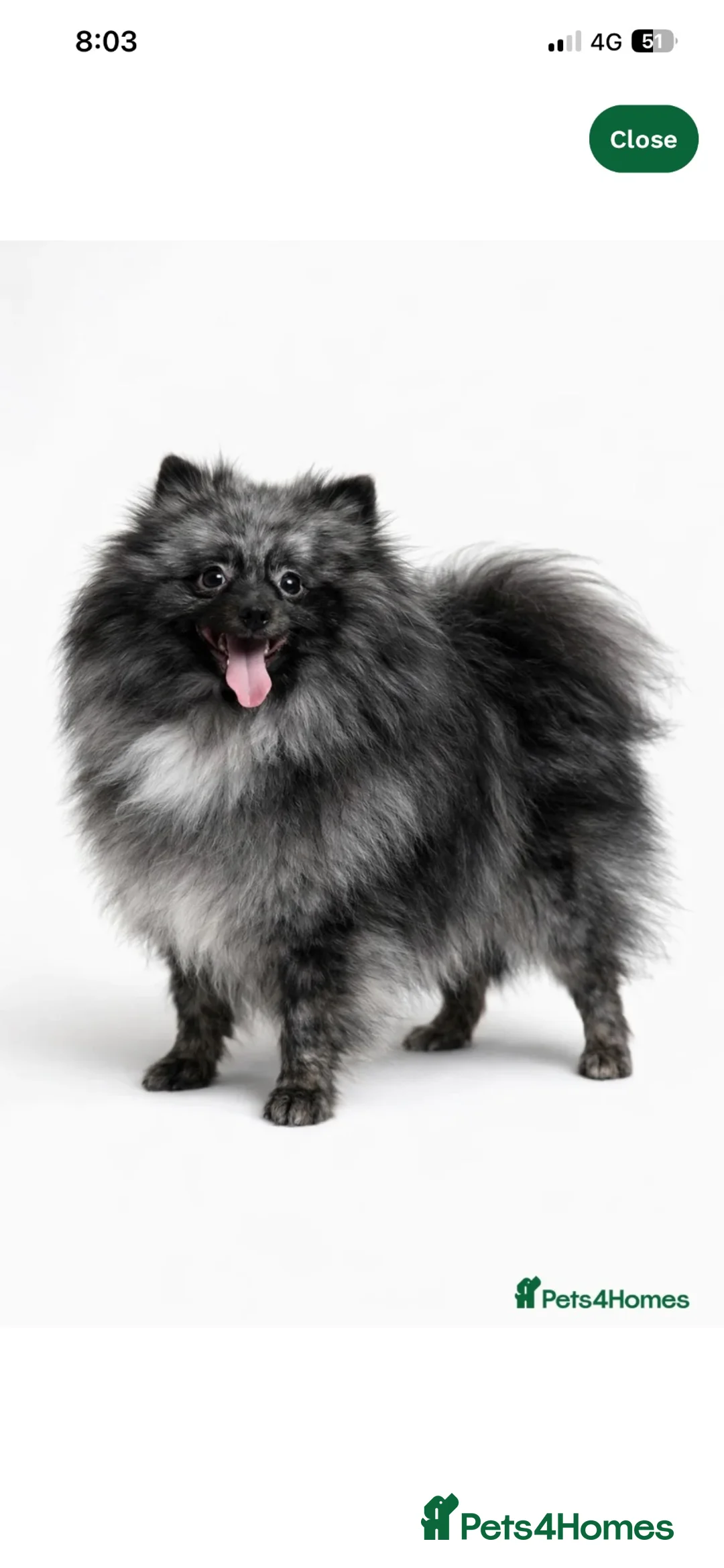 Pomeranian dogs for sale: Pomeranian puppies for sale - Advert 2