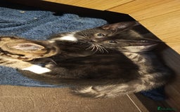 Mixed Breed cats for sale: 3 beautiful kittens looking for their forever home - Image 28