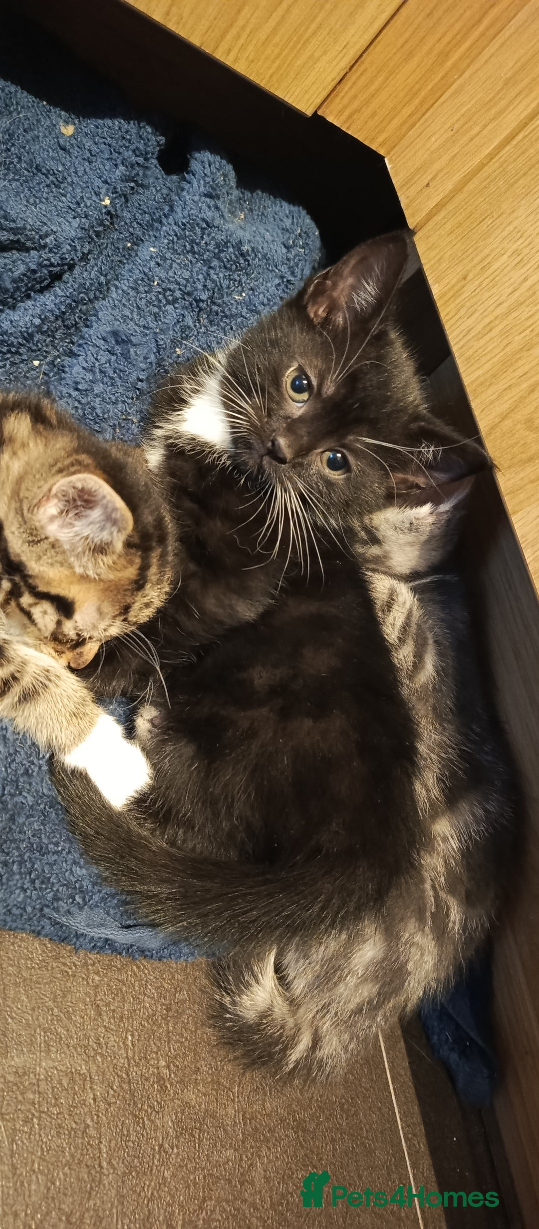 Mixed Breed cats for sale: 3 beautiful kittens looking for their forever home - Image 28
