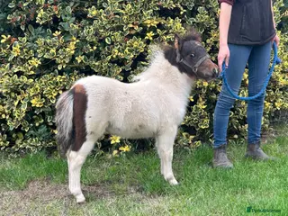 Shetland pony horses Hermits Jesse ,Miniature Shetland foal - Advert 1