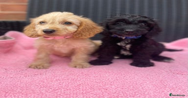 Cockapoo dogs - Advert 11