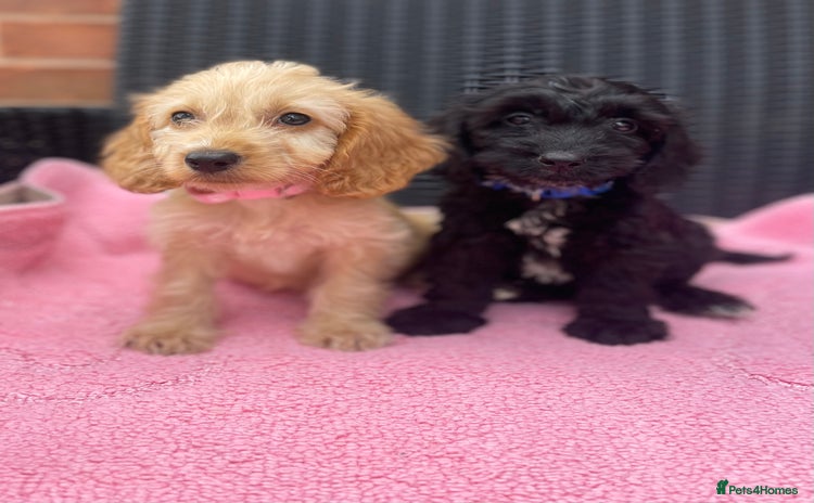 Cockapoo dogs - Advert 3