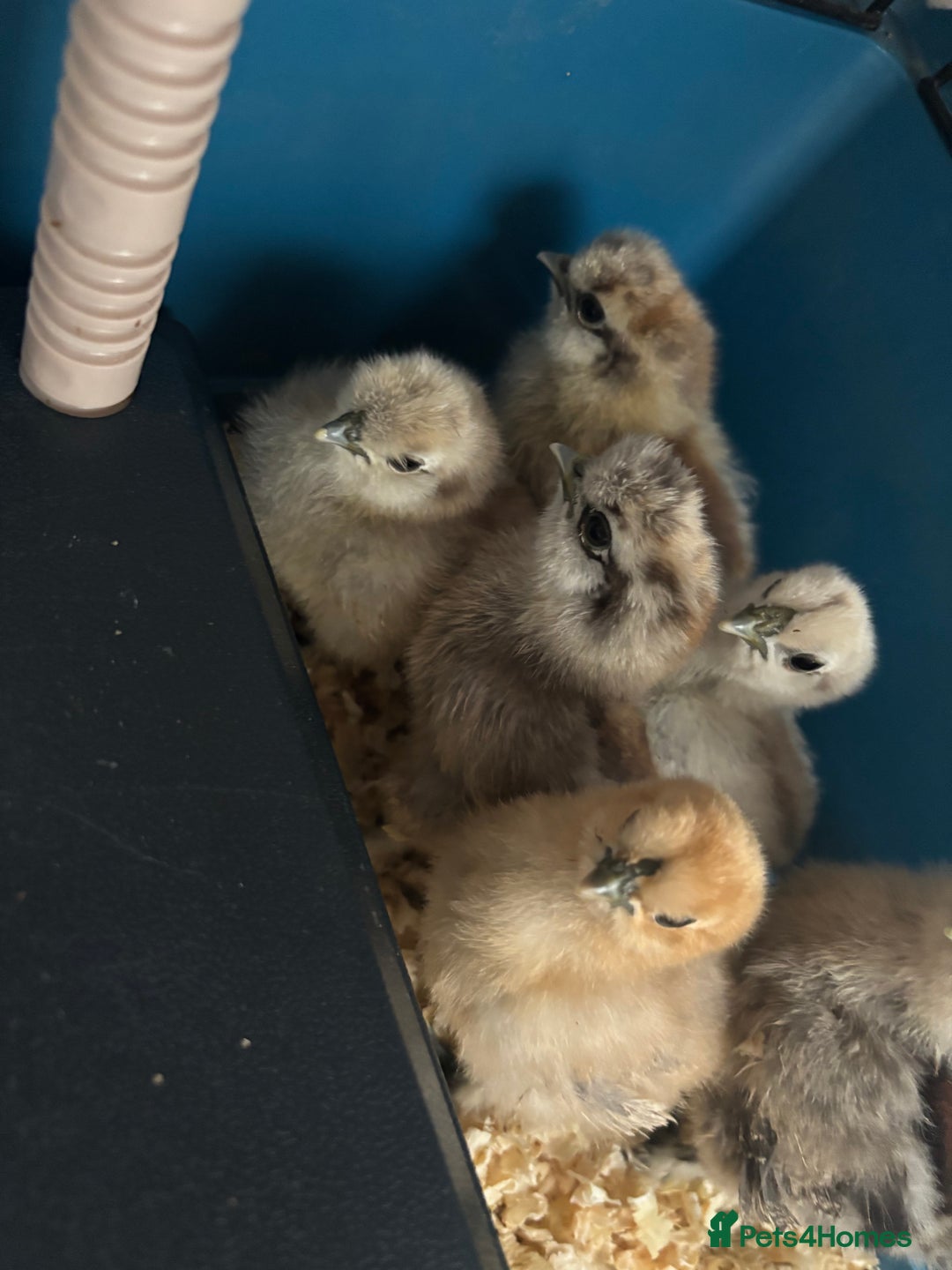 Chickens poultry for sale: Silkie chicks  - Advert 9