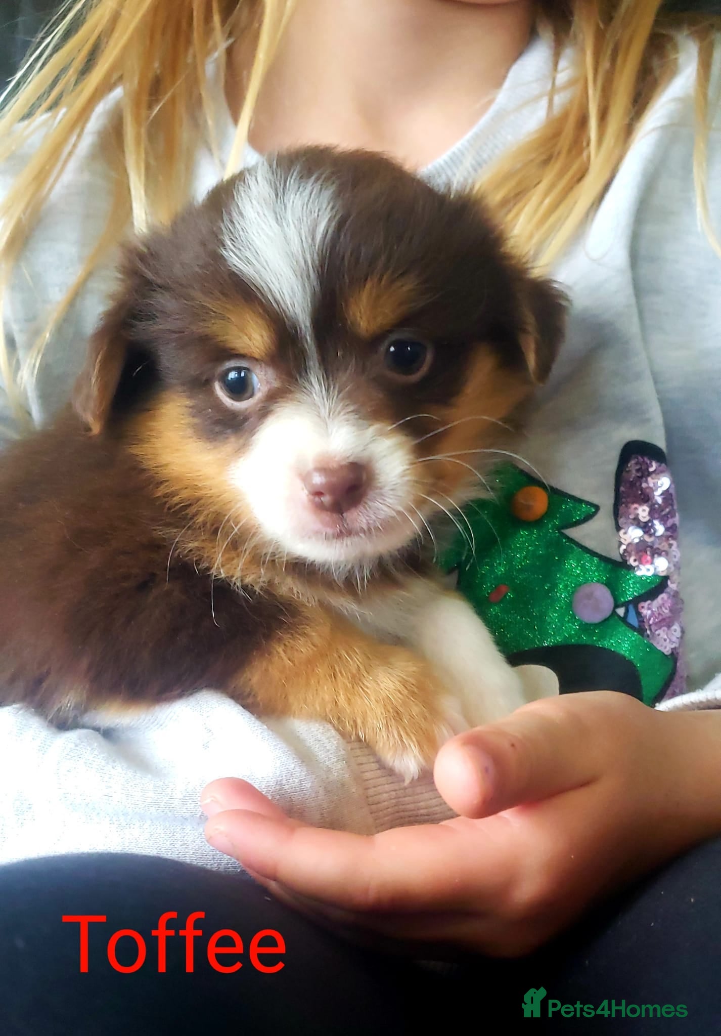 Australian Shepherd dogs Australian Shepherd Pups Available Mid May - Advert 1