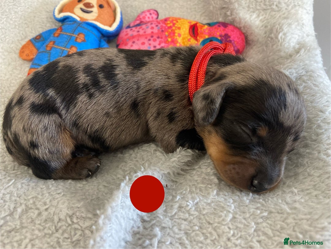 Miniature Dachshund dogs for sale: Miniature Dachshund Smooth Puppies KC Reg - Image 5