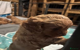 Cavapoo dogs for sale: Playful, affectionate, red Cavapoo puppies  - Image 25