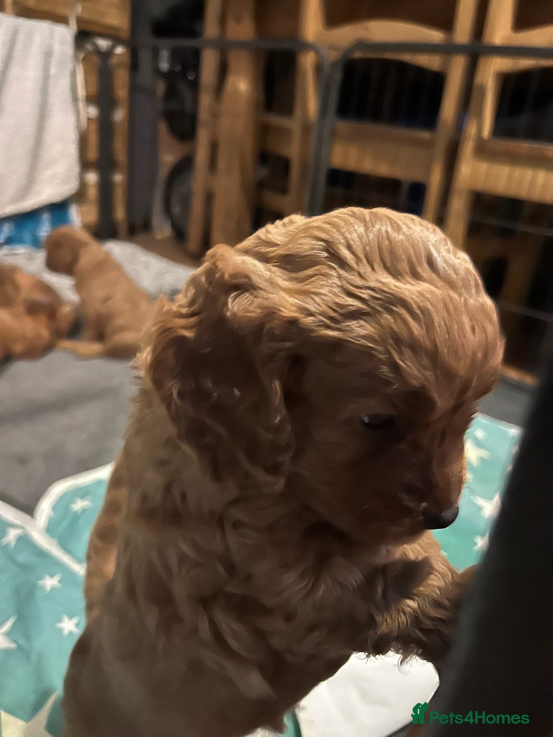 Cavapoo dogs for sale: Playful, affectionate, red Cavapoo puppies  - Image 25