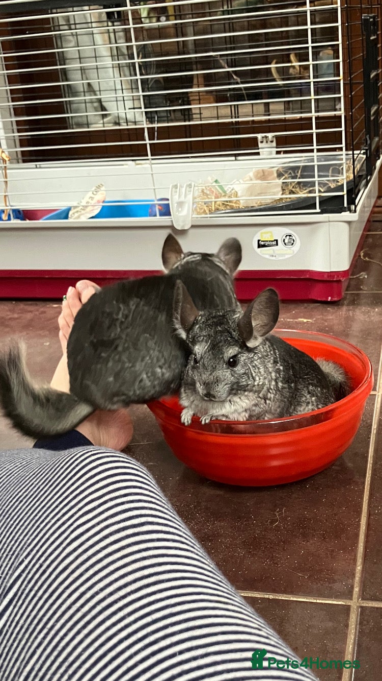 Chinchilla rodents Chinchilla Mother and Daughter 5 years and 4 years - Advert 1