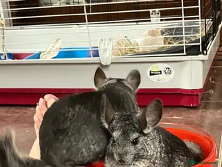 Chinchilla rodents Chinchilla Mother and Daughter 5 years and 4 years - Advert 4