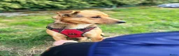 Mixed Breed dogs for adoption: ❤️🐶 STELLA – SHE BUILDS HER WORLD AROUND YOU in Burton-on-Trent - Advert 24