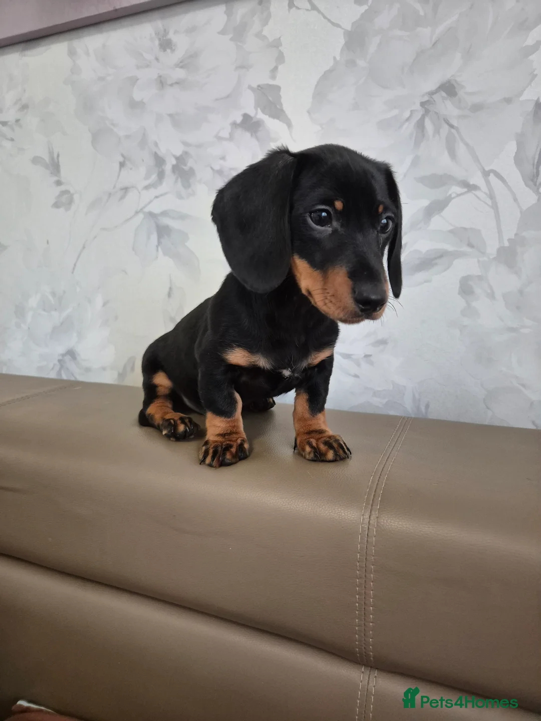 Dachshund dogs for sale: 💙 Miniature Dachshund Boy!💙 - Advert 36