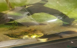 Other/Mixed Breed fish for sale: Aksolotle - Image 3