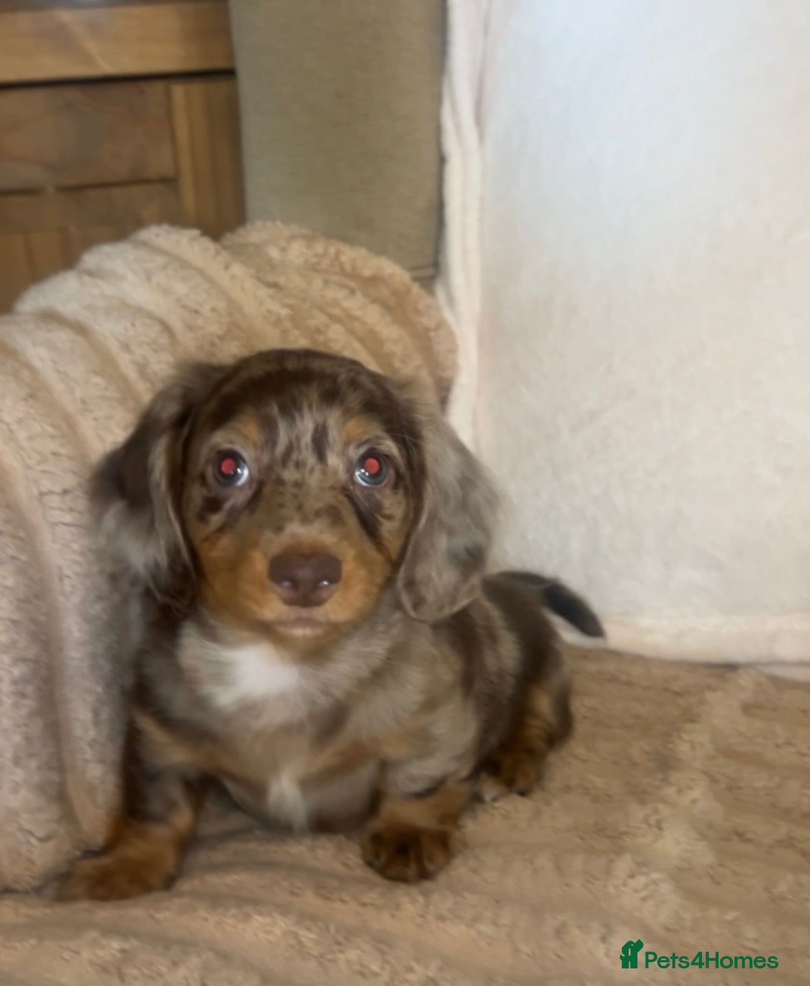 Miniature Dachshund dogs True miniature dashaunds  - Advert 1