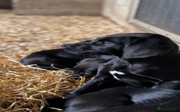 Springador dogs for sale: Black Springador Puppies - Image 5