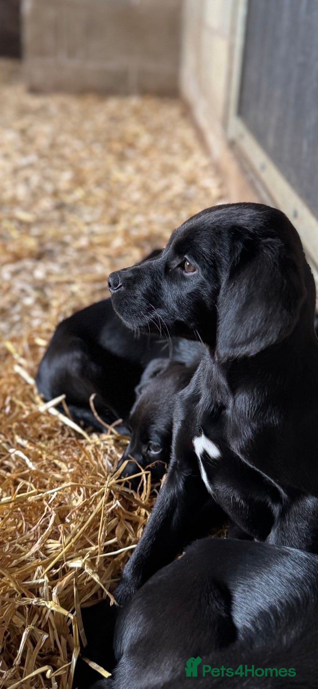 Springador dogs for sale: Black Springador Puppies - Image 5