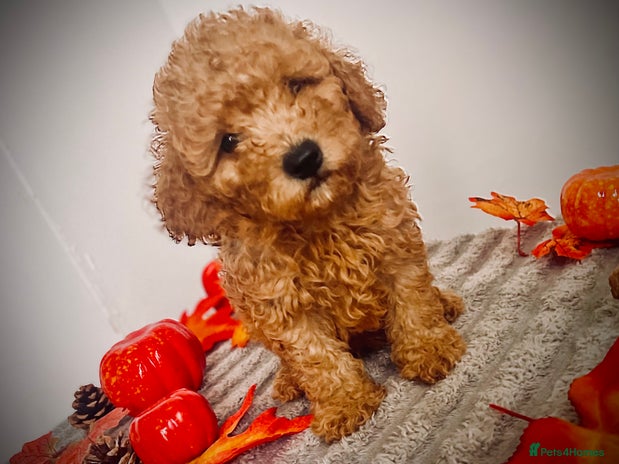 Maltipoo dogs - Advert 1