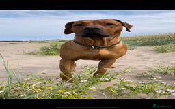 Rhodesian Ridgeback dogs for stud: Stud Rhodesian Ridgeback Stanley.  - Image 12