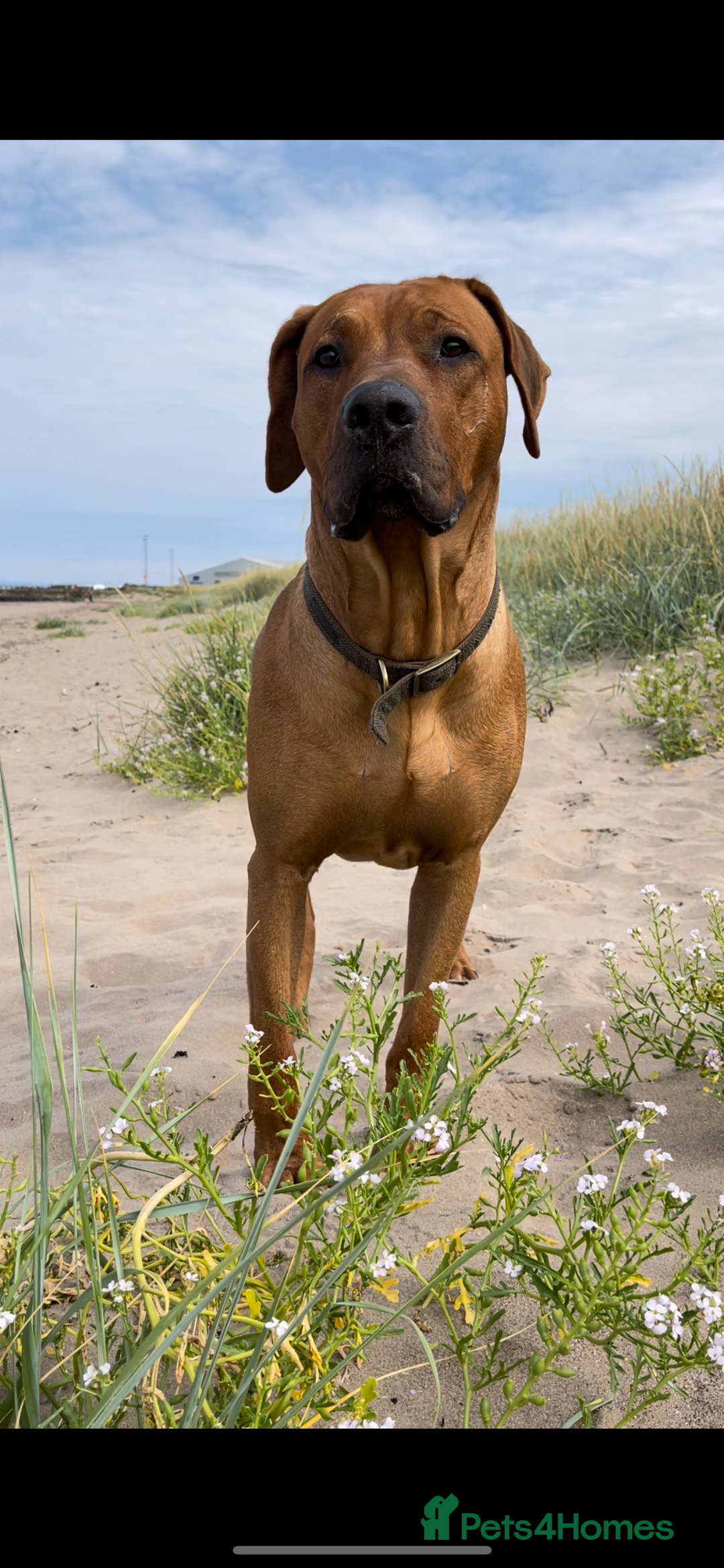 Rhodesian Ridgeback dogs for stud: Stud Rhodesian Ridgeback Stanley.  - Image 12