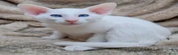 Siamese cats for sale: Stunning GCCF Siamese & Oriental Kittens - Advert 8