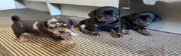 Mixed Breed dogs for sale: Pug x dachshund in Dereham - Advert 5