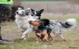 Patterjack dogs for stud: Jack Russell cross Patterdale for stud - Image 5