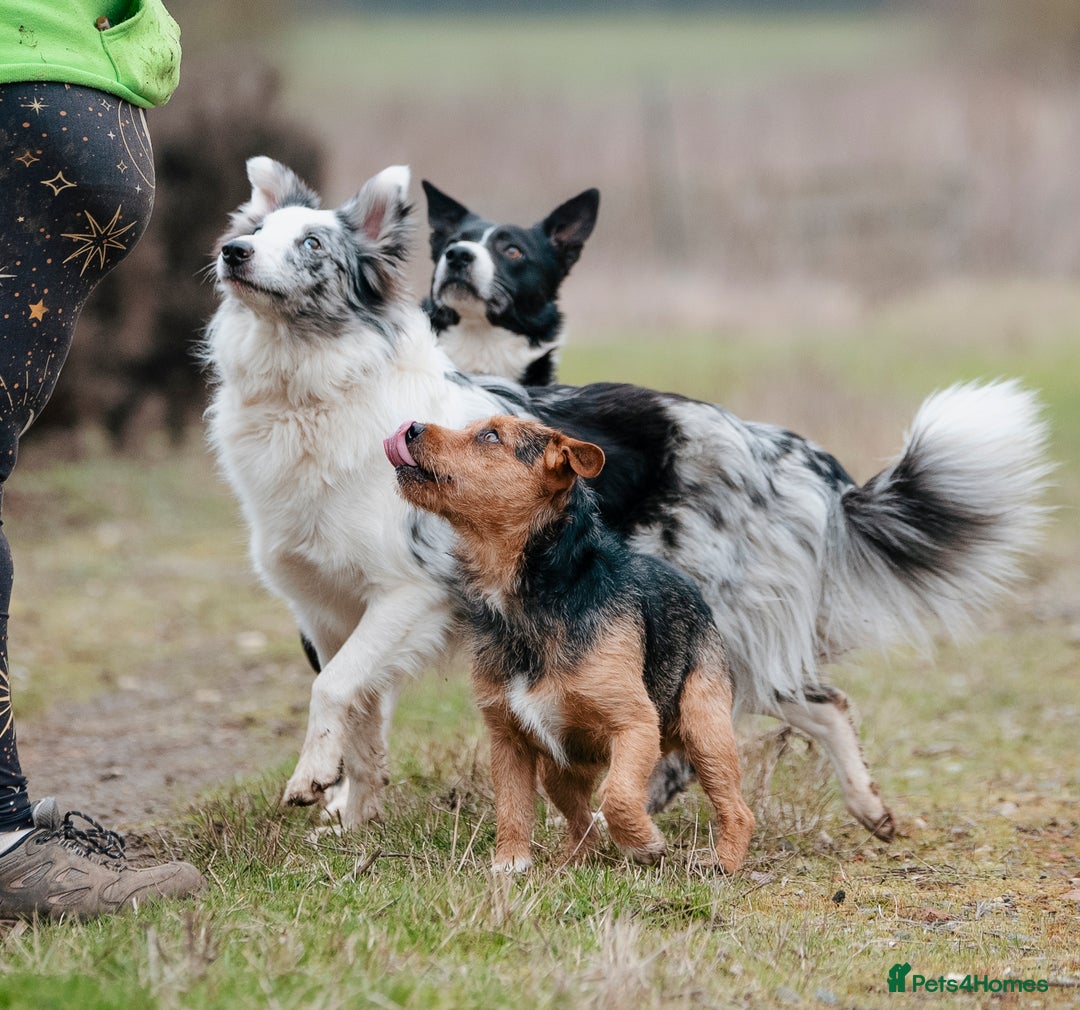 Patterjack dogs for stud: Jack Russell cross Patterdale for stud - Image 5