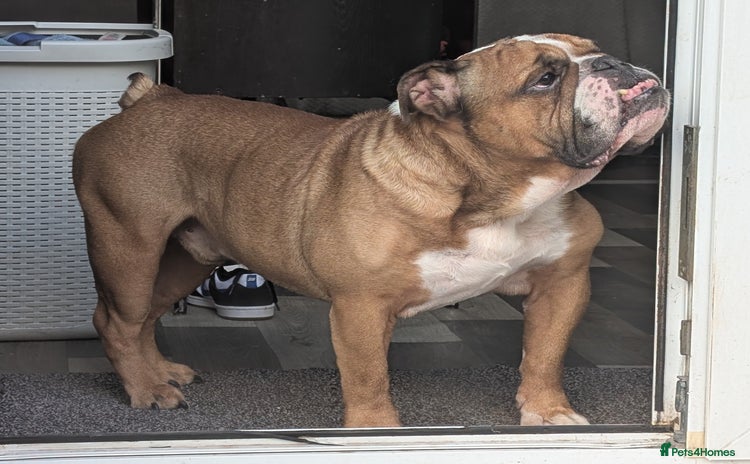 English Bulldog dogs - Advert 1
