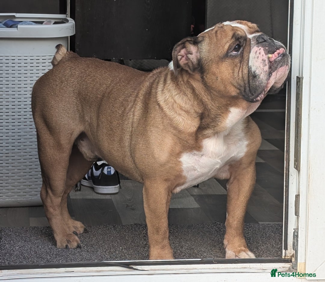 English Bulldog dogs for sale: Bulldog Boy Looking for New Home - Image 1