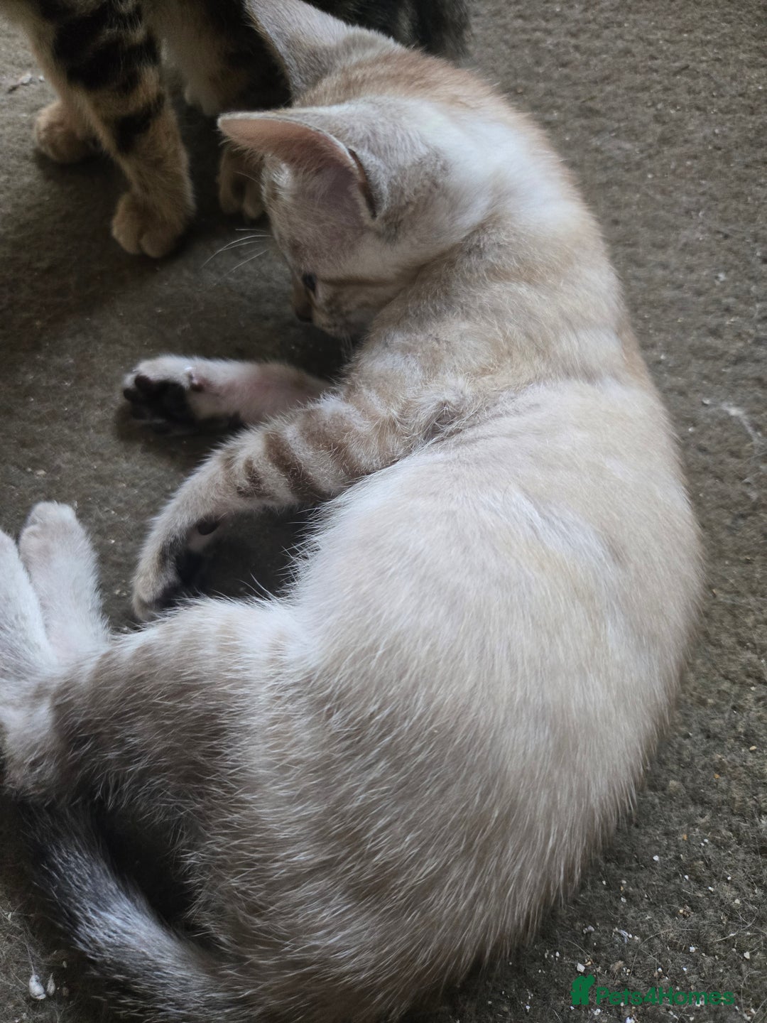 Siamese cats for sale: 3 stunning babies ready to leave now!!! - Image 3