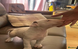 English Bull Terrier dogs for sale: English bull terrier  - Image 3
