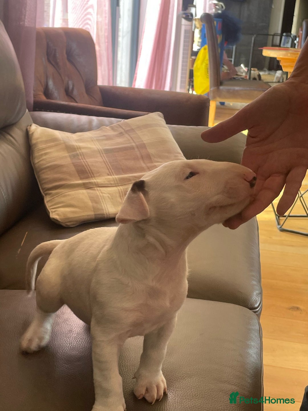 English Bull Terrier dogs for sale: English bull terrier  - Image 3