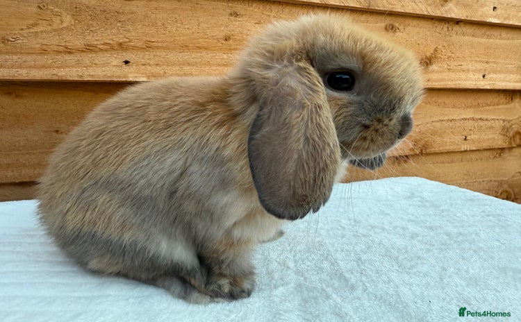 Mini Lop rabbits - Advert 13