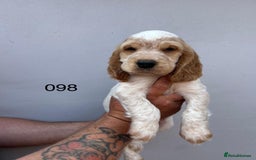 Cocker Spaniel dogs for sale: Fabulous Cocker Spaniel Pupies - Image 12