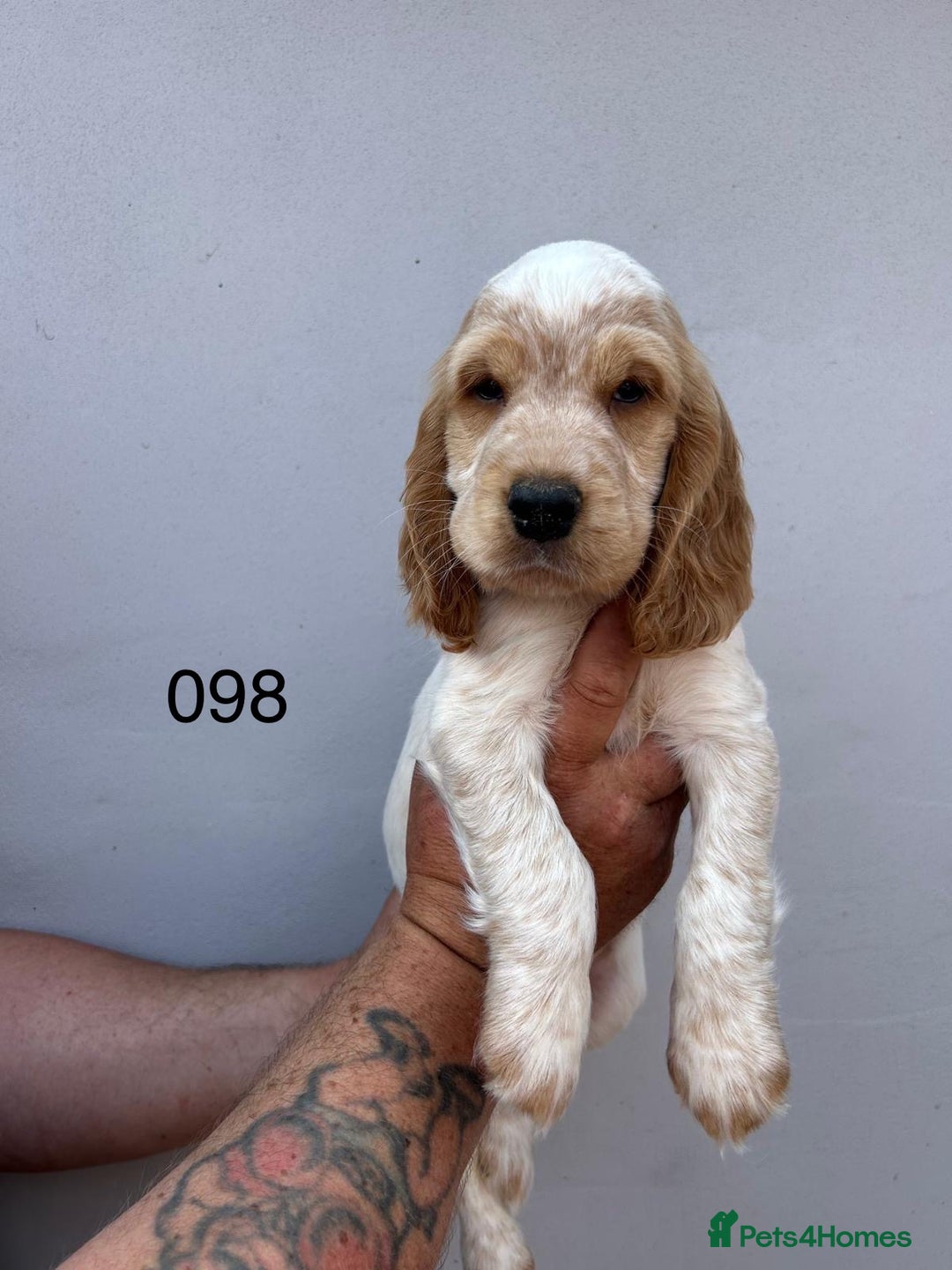 Cocker Spaniel dogs for sale: Fabulous Cocker Spaniel Pupies - Image 12