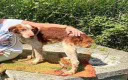 Brittany Spaniel dogs for adoption: Wilfred, a gorgeous Brittany - Image 9