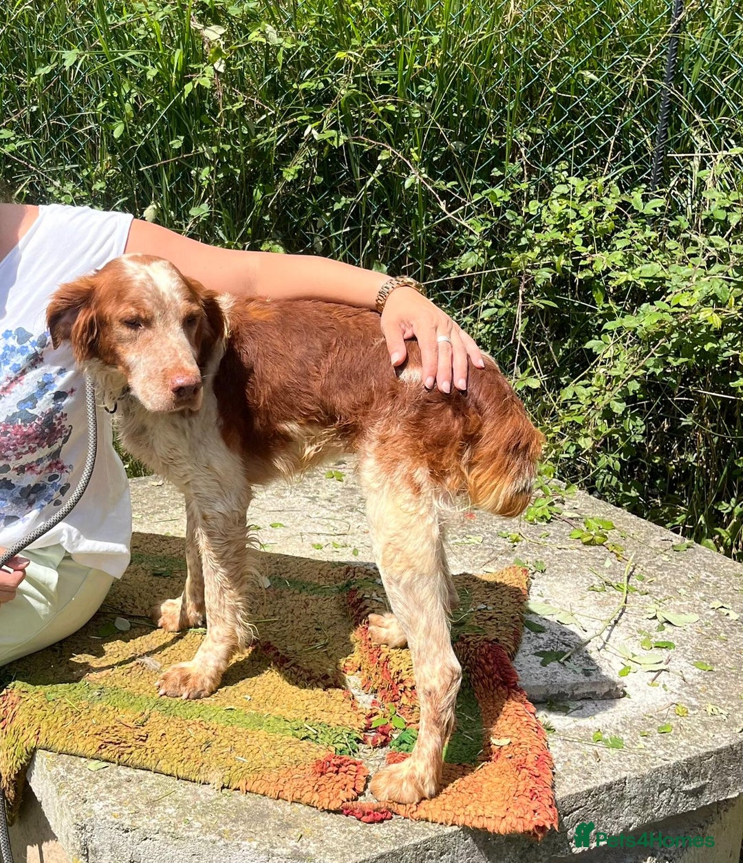 Brittany Spaniel dogs for adoption: Wilfred, a gorgeous Brittany - Image 9