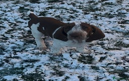 Bracco Italiano dogs for sale: This sweet boy is available  - Advert 12