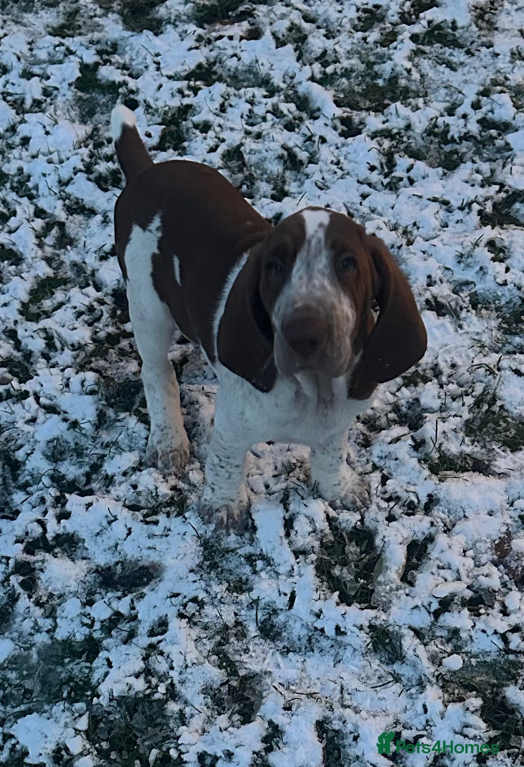 Bracco Italiano dogs for sale: This sweet boy is available  - Advert 12
