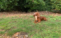 Sprocker dogs for sale: Sprocker Spaniel Puppies - Image 18