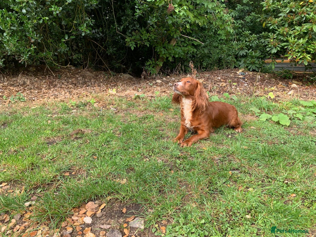 Sprocker dogs for sale: Sprocker Spaniel Puppies - Image 18
