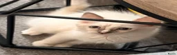 Ragdoll cats for sale: 4 ragdoll kittens ready to leave now  - Advert 7