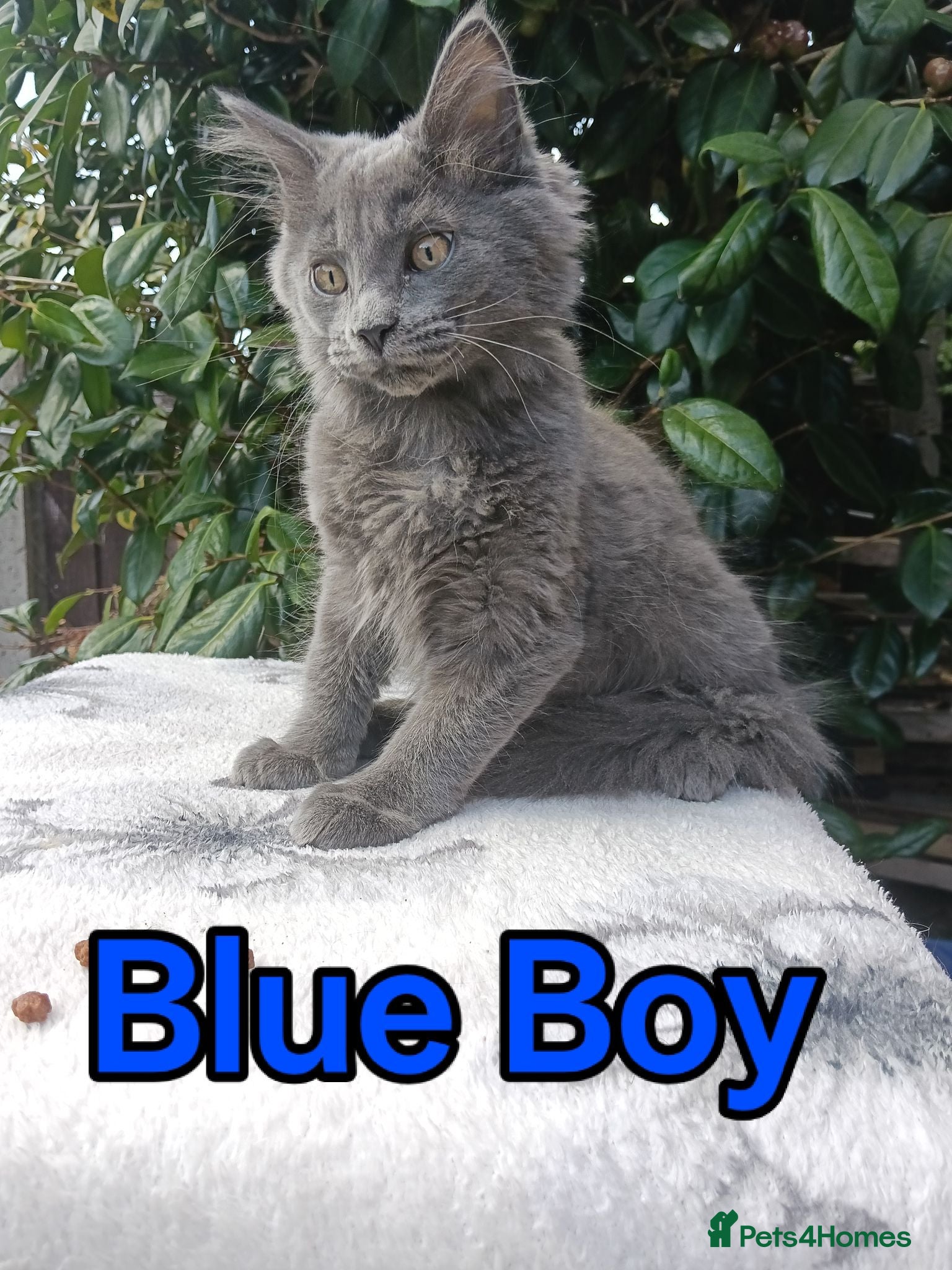 Maine Coon cats Maine Coon kittens "Pureee Love" - Advert 1