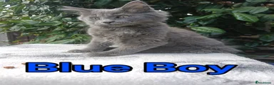 Blue Boy 