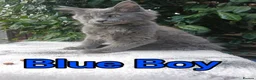 Maine Coon cats for sale: Maine Coon kittens "Pureee Love" - Advert 6