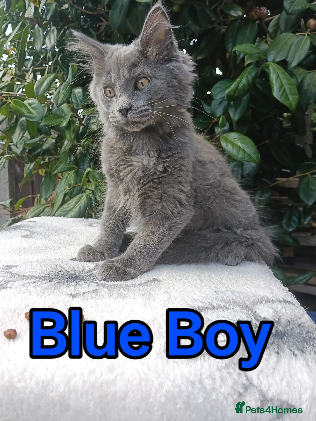 Maine Coon cats for sale: Maine Coon kittens "Pureee Love" - Advert 2