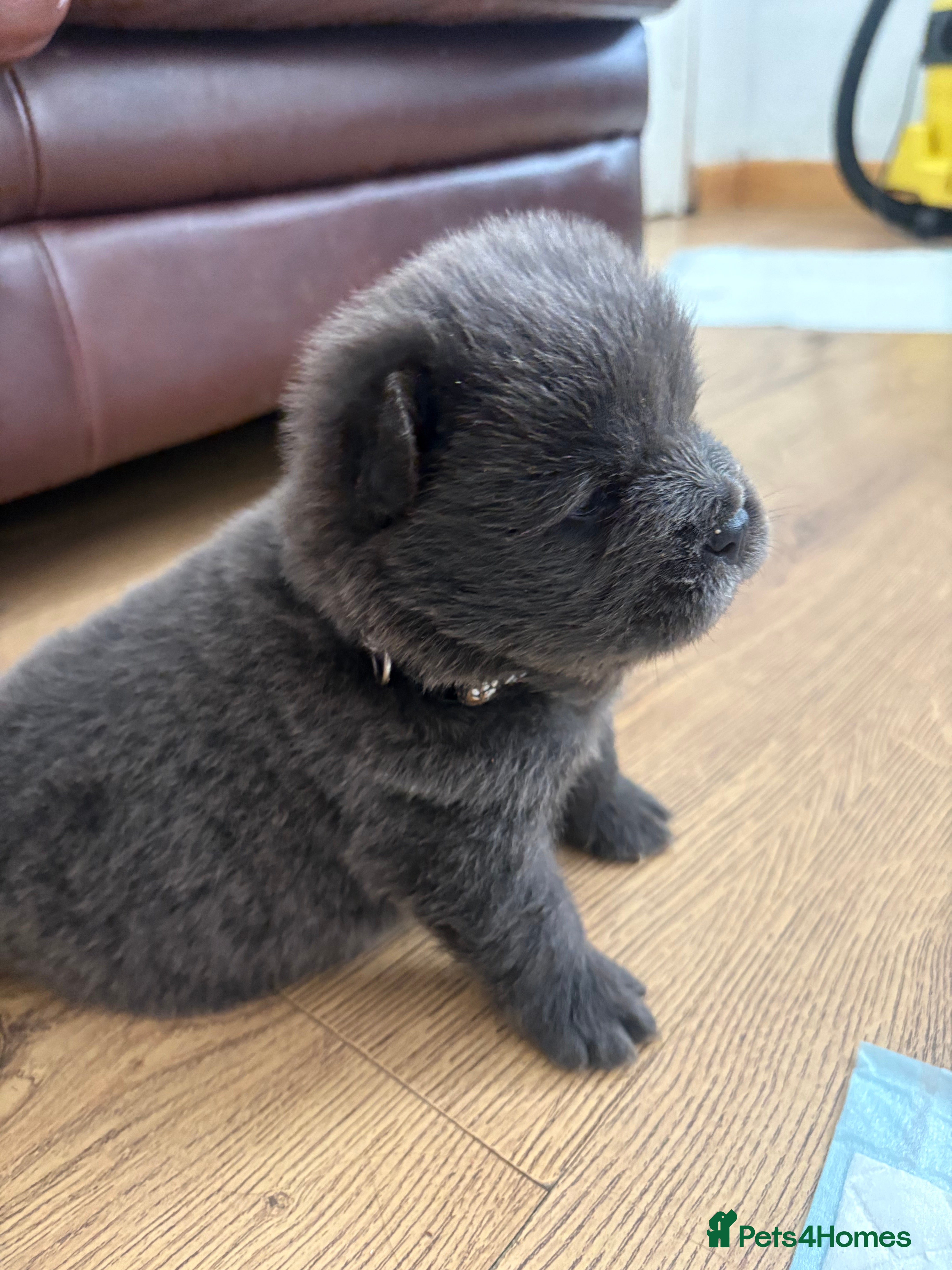 Chow Chow dogs Chow chow puppies 🩷🩷🩷💙🩷🩷🩷 - Advert 4